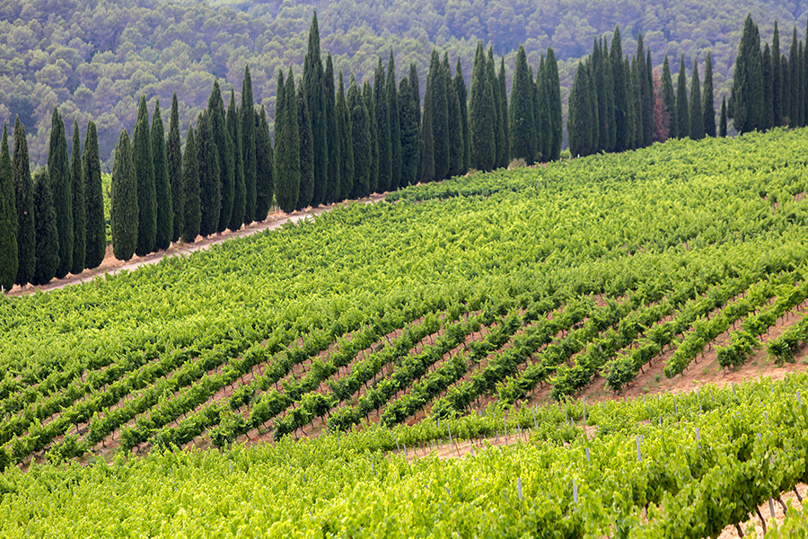 weingut-sarria-bild2