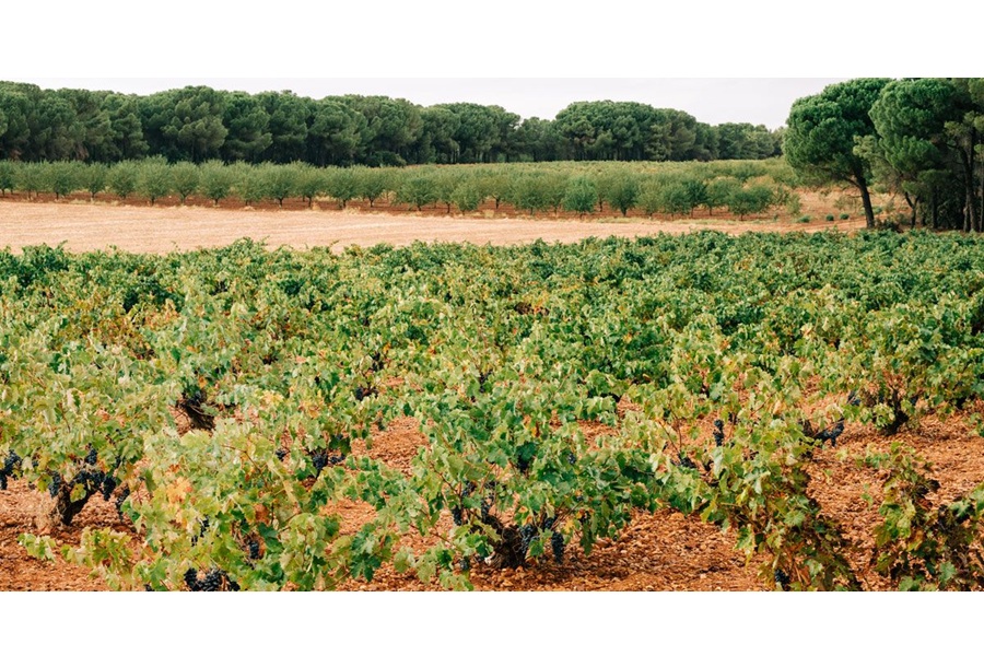 WEB Hammeken Vineyard