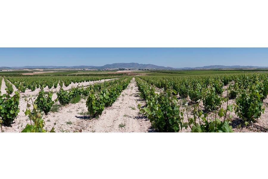 WEB slieder-ontalba-2-viñedos-2-1